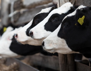 Господарства «Сварог Вест Груп» у 2018 році отримали на 3,5% більше молока